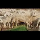 خلفات العدد 30تحتها30