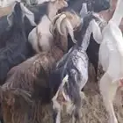 معزاء للييع