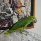 ببغى يلوكراون امزوني الدرجه الرابعه
