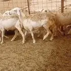 غنم مراح واحد العدد 50