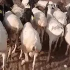 برابر جذعان للبيع