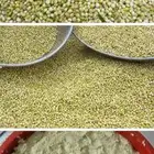 خضير للبيع شغل بيت ومشروط طحين مطحنه بذمه وضمير السطل 3كيل