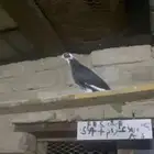 حمام قطيفه هجرسي زرنوب مشوشات