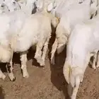 رخال للبيع. لاهل التربية