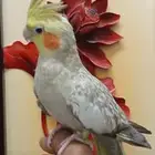 كروان أليف ومتكلم