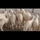 خلفات العدد 17تحتها16