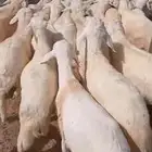 بهم خرفان للبيع