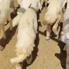 رخال تربية لاهل المقاني