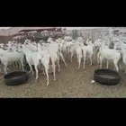 معز صنف بيشبه العدد 40