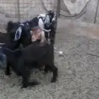 تيوس وجفار
