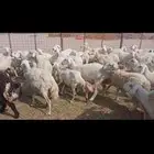 غنم خلفات العدد 50