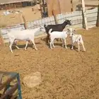 ماعز   بيشية العدد 2 تحت كل واحدة واحد