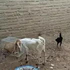 غنم حجازي للبيع