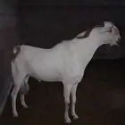 تيس بيشي على السوم