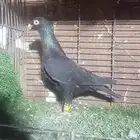 حمام