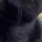 قط للتبني لداعي السفر