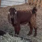 تيس وخمس اجفار