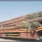 تصدير النخيل الى مصر وجميع دول الخليج