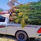يوجد لدينا جميع انواع النخيل المثمرة والزينه جميع أنواعها