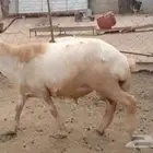 فران