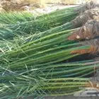 نقوم بتوريدجميع انواع انخيل العربي ولواشنطن ازينه