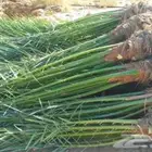 يوجدلدينا جميع انواع انخيل العربي ولواشنطن