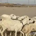 غنم حريات جنب دفيع شرط