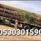 للبيع نخل واشنطني فسايل نقايل صقعي خلاص مجدول شيشي سكري عجوه