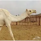 جذعه وضحى ظروبه طيبه للبيع