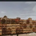 نحل بلدي لي البيع
