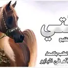 شيلات عريس جديد 2025