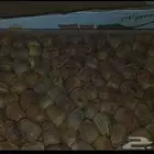 تمر سكري القصيم
