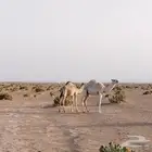 للبيع قعدان طيبه وبرية علي حليب أمهاتها