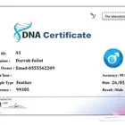 طيور دره محللين ذكور