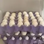 بيض بلدي مخصب شرط