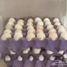 بيض بلدي مخصب شرط