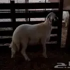 خروف جذع حري مشروع فحل