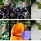 . شتلات نيم مبرقش ابيض و mamey apple كل مطعمة