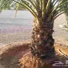 يوجد لدي نخل انواع ممتازه صقعي ومجدوله وسكري وسلطانه وهلالي