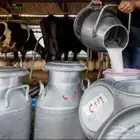 حليب أبقار يومين