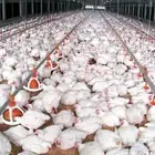 مطلوب حظائر دجاج لحم للايجار
