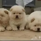 للبيع تشاو شاو chaw chaw بيور