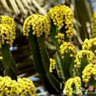 عسل نحل الدغموس - المغرب
