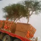 زراعة الاشجار البريه زالشتلات