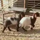 هرافا فل العدد2رخالطيبه