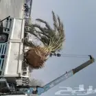 قشر نخل تنظيف نخل وعشان اتين سوي تكريب نظافه