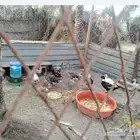 بط عراقي ومصري وبكيني للبيع