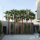 لبيع نخيل واشنطنيا زينه