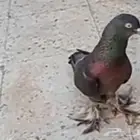 مطلوب حمام نفس الي بصوره