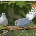 طيور ماسي اربعه ازواج وفرده